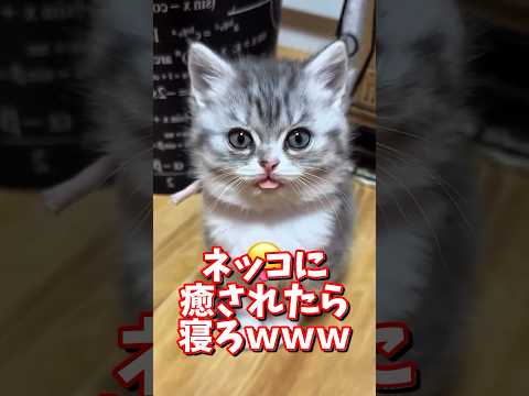 ネッコの動画で癒されたら寝ろｗｗｗ　2ch  動物  猫 癒やし ねこ動画 サムネイル