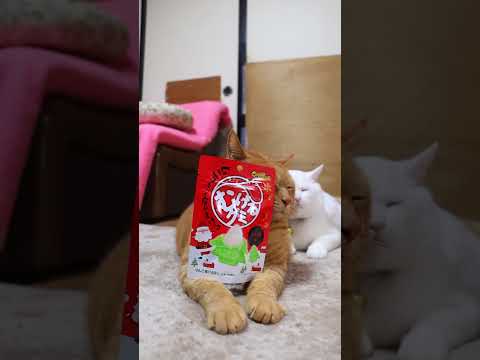 むけるグミ　グミキャンデー　251223　 のせ猫　 cat cute ねこ ねこ ネコ 猫のいる暮らし　 猫のいる生… サムネイル
