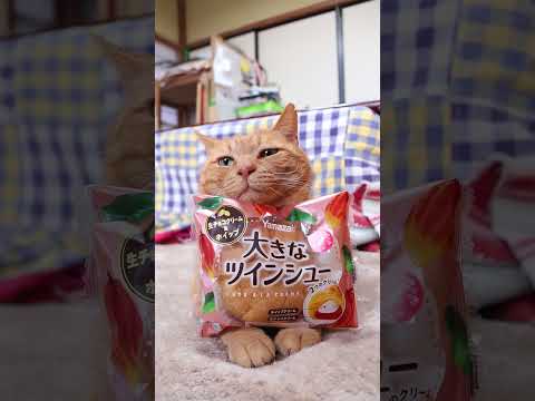 大きなツインシュー 生チョコクリーム＆ホイップ　260301　のせ猫　 cat　 cute　 ねこ　 ネコ　 猫のいる… サムネイル