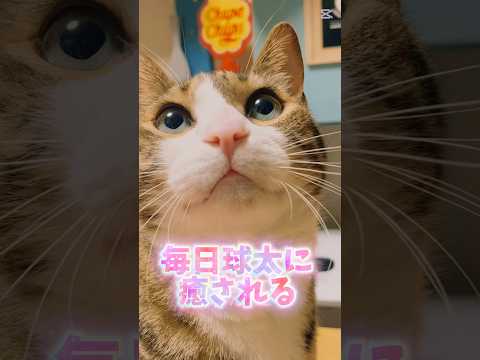 出逢いは運命を変えるcats shorts 球太 サムネイル