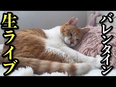猫の日に恩返ししたい飼い主の会 サムネイル