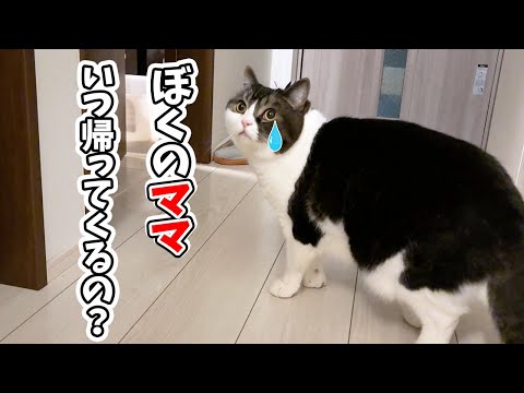 【ママと別れて5日目】猫が預けられた先の玄関でママがお迎えに来るのを待ち続けるようになりました…涙 サムネイル