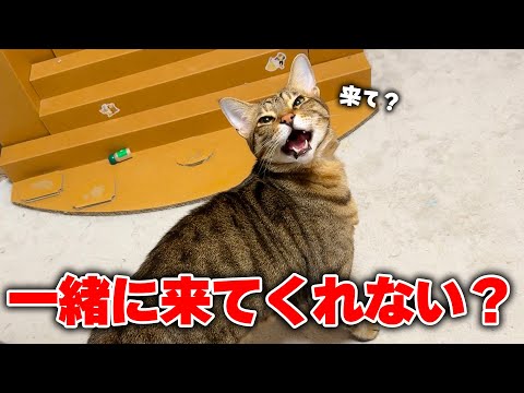 イケメン猫から「一緒に来て？」と誘われてしまいました。 サムネイル