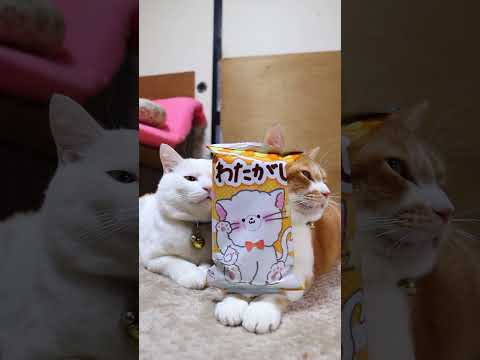 わたがし　260207　のせ猫　 cat cute ねこ　 ネコ kitten 猫のいる暮らし　 kitty　 cut… サムネイル