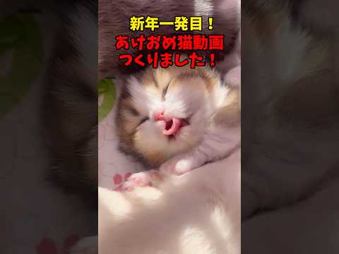 あけましておめでとうございます㊗️ 猫 cat cats cute サムネイル