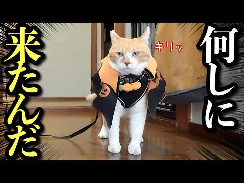 【ハロウィン】コスプレして外に出たら美人猫がいて固まるオス猫 サムネイル