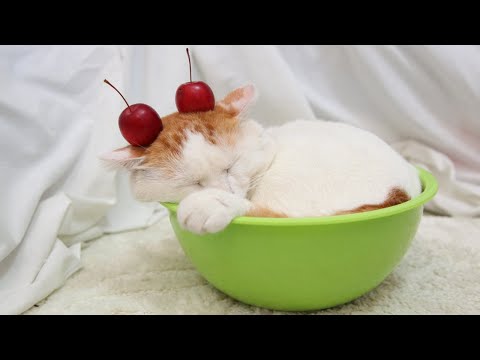 こたつのねこたちLIVE配信　　2025年12月20日 サムネイル