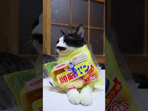 頭脳パン 北海道バター風味　260213　のせ猫　 cat cute ネコ　 猫のいる暮らし cutecat ねこ… サムネイル