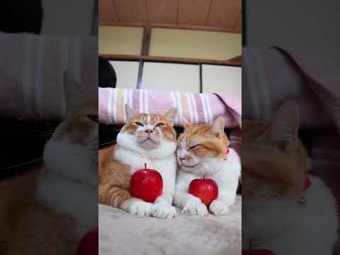 奥州ロマン りんご　251225　のせ猫　りんご　 cat　 cute　 猫のいる暮らし　 ネコ　 ねこ　 猫のいる生… サムネイル