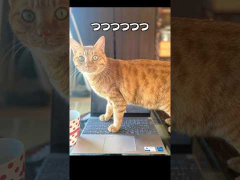 「つつつつつよし」猫あるある|フルはApple Musicほか音楽アプリへ サムネイル