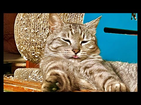99%が5分で眠くなる😴 猫のゴロゴロ×Water Wood ASMR サムネイル