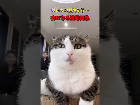 猫って癖になる😍 猫 cat cats cute サムネイル