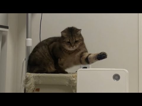 役に立たない家具を見つけては猫パンチを食らわす猫ww サムネイル