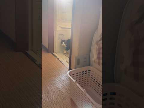 これ、かわいいやつやん サムネイル