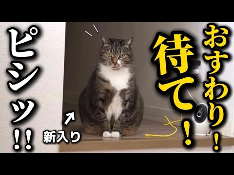 見た目も頭の中もそっくりなドッペルゲンガー達が可愛すぎて困ってます サムネイル