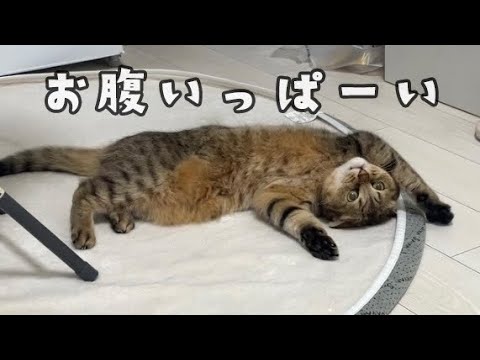 晩ご飯を食べてお腹いっぱいになった猫の謎の舞がこちらです… サムネイル