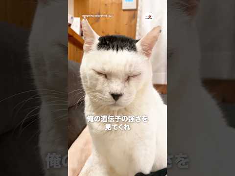 遺伝子の強さよ｜PECO サムネイル