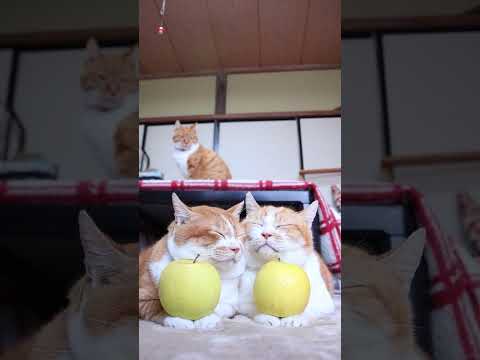 ゴールデンデリシャスりんご　　251219　#のせ猫　 #cat　 #cute　 #猫のいる暮らし　 #ねこ　 #ネコ… サムネイル