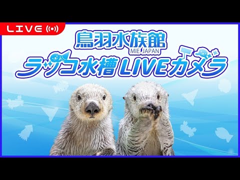 鳥羽水族館ラッコ水槽ライブカメラ  TOBA AQUARIUM SEA OTTER LIVE CAMERA サムネイル