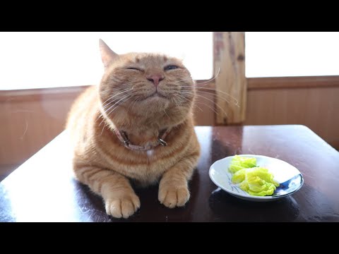 ちゃぶ台の上の白菜のおひたし　260129 サムネイル