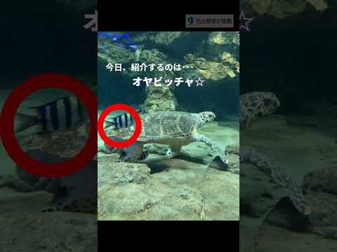 タイマイのトンネル～オヤビッチャ～   ＃shorts サムネイル