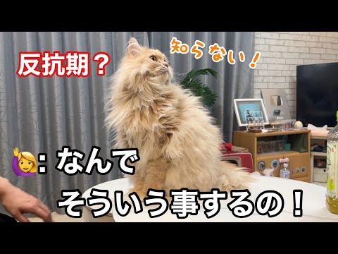 意地悪した猫を注意したら…まさかの反応でした サムネイル