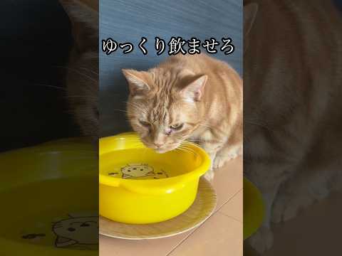 ゆっくり飲ませろ 猫 水飲み アメショ cat れん サムネイル