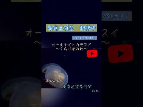 第225回 オールナイトカモスイ〜くらげまみれ〜 キタミズクラゲ shorts サムネイル