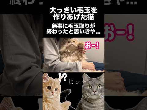 猫の毛玉取りが終わった後、衝撃の事実が発覚しました shorts 猫 猫のいる暮らし サムネイル