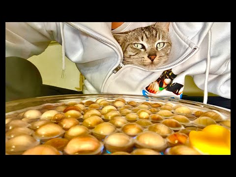 Deep Relax ASMR｜Cat Purring & Wooden Balls【live】 サムネイル