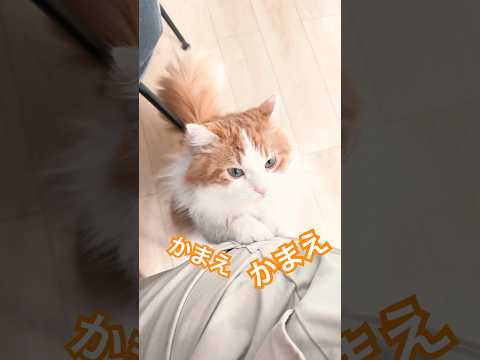 構ってアピールで穴あきました！なんちゃん マンチカン短足 サムネイル