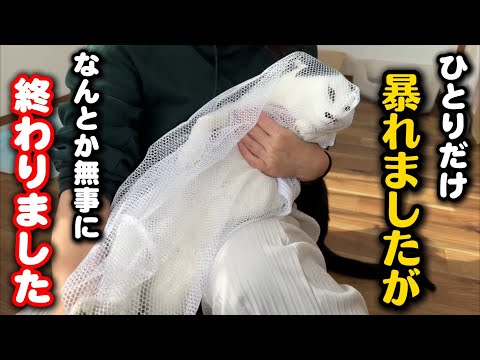 麻酔の量が倍⁈なんとか全員去勢手術が終わりました サムネイル