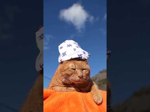 手ぬぐい帽子　260210　のせ猫　 cat ねこ cute　 猫のいる暮らし　 ネコ　 kitten　 kitty… サムネイル