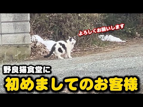 北国の冬は猫たちにとって地獄です サムネイル
