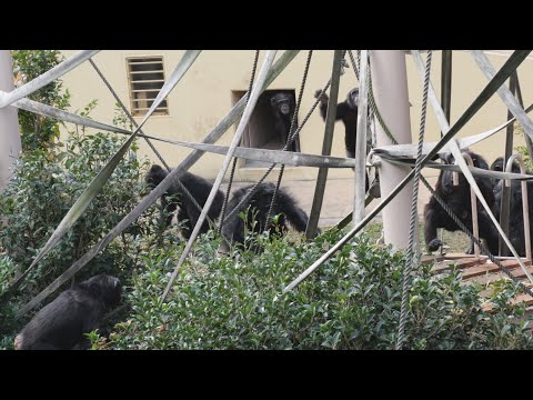 リュウディスプレイ＆リキディスプレイ＆マリモディスプレイ　東山動植物園　チンパンジー　202512 サムネイル