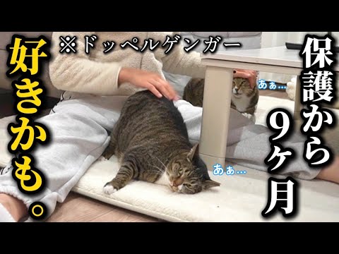 20代一人暮らし。おデブ猫を保護して９ヶ月…ついにモテ期到来してウハウハが止まりません サムネイル