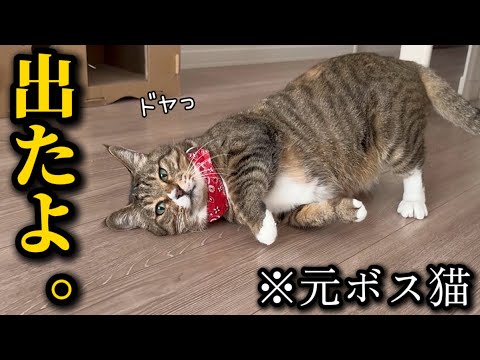 調子のいいうんちが出ると毎回ルンルンで褒められにくる元ボス猫が可愛すぎて困ってます サムネイル