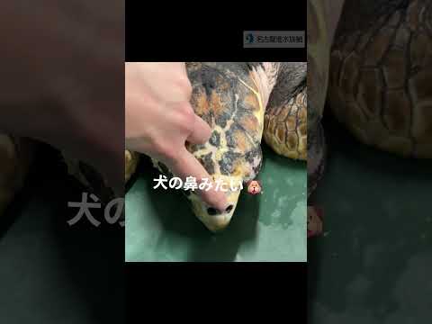 ウミガメの鼻のヒミツ            shots   名古屋港水族館 サムネイル