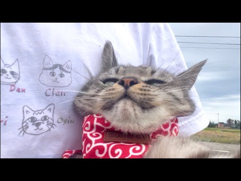 🐈 猫のゴロゴロ音ASMR｜心が落ち着く昼配信　🐈 Real Cat Purring ASMR | Calm & St… サムネイル