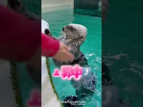 《鳥羽水族館》ラッコたちが好きすぎて滅❣️🫶🏻鳥羽水族館 ラッコ 好きすぎて滅 サムネイル