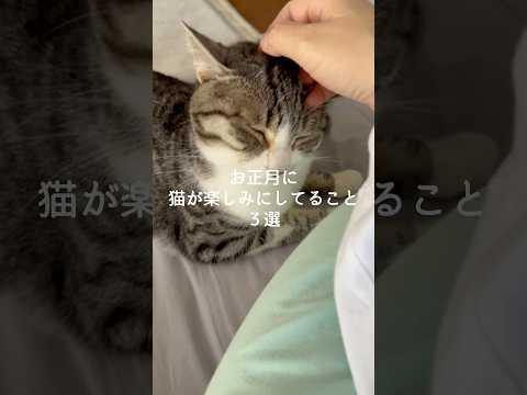 お正月に猫が楽しみにしてること3選 猫 ねこ 猫好きさんと繋がりたい 猫動画 ねこ動画 保護猫 VOICEVOX:ずん… サムネイル