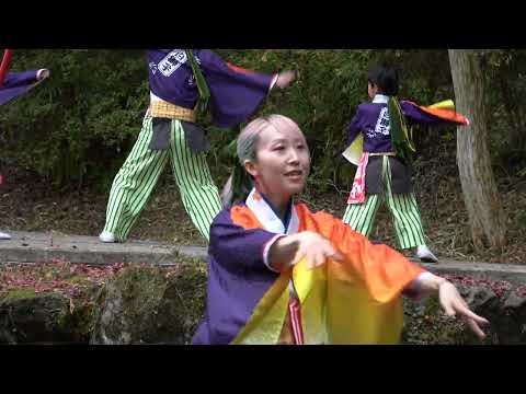 TEAM白獅子・日本よさこい数え唄＠2025　東郷公園もみじまつり サムネイル