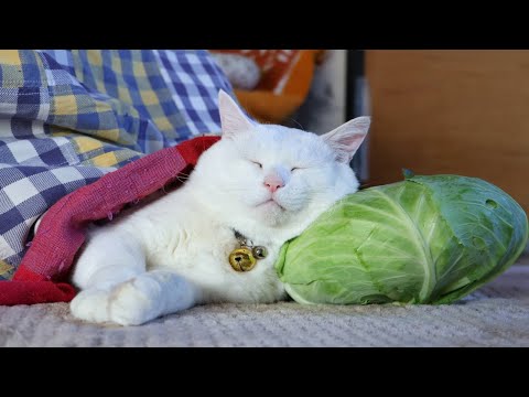こたつでキャベツ枕猫　しらたま 　260123 サムネイル