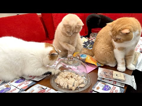 【食べ放題】無職の息子が奮発して2万円分のごちそうを購入！テーブルいっぱいに並べられたごちそうに猫たちが大興奮！ サムネイル