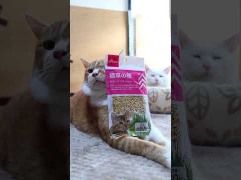 猫草の種　260309　のせ猫　猫草　 cat　 cute　 ネコ　 ねこ　 猫のいる暮らし　 猫　 cutecat… サムネイル