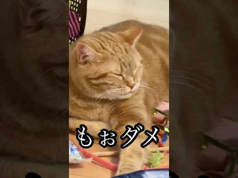 もぉダメ ねこ cat アメショ 疲れた 爆睡 うめ サムネイル