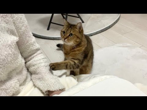 モジモジしながらママに何かを伝えようとする猫が可愛過ぎた… サムネイル