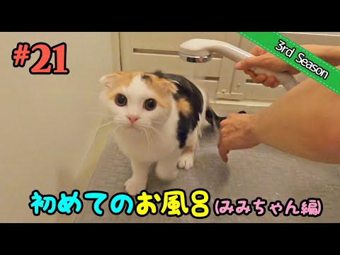 ＜3rd＞21　初めてのお風呂、みみちゃんの反応は…？【短足マンチカン・スコティッシュフォールド】 サムネイル