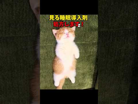 だんだんこっちが眠くなる…💤 猫 cat cats cute サムネイル