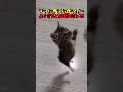 猫って最高っすわ😍 猫 cat cats cute サムネイル